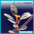 練功用辣椒榕神秘草 無品系辣椒榕-2