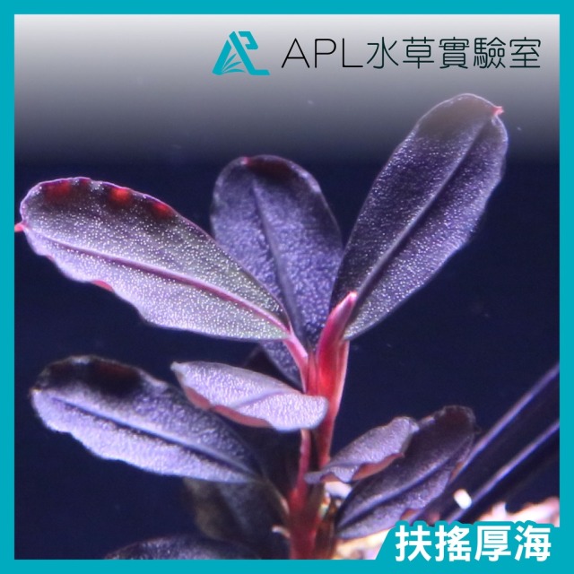 扶搖厚海