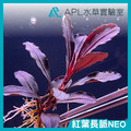 紅葉長脈NEO