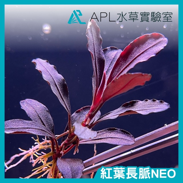 紅葉長脈NEO