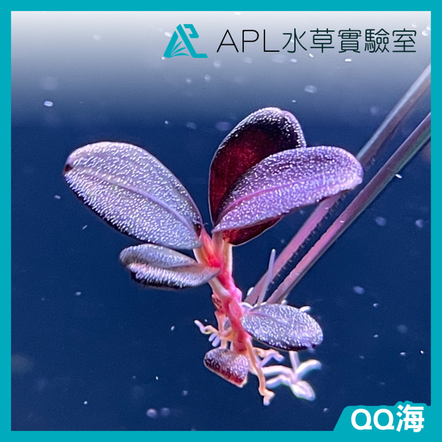 QQ海