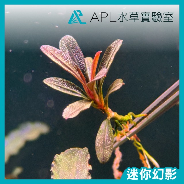 迷你幻影