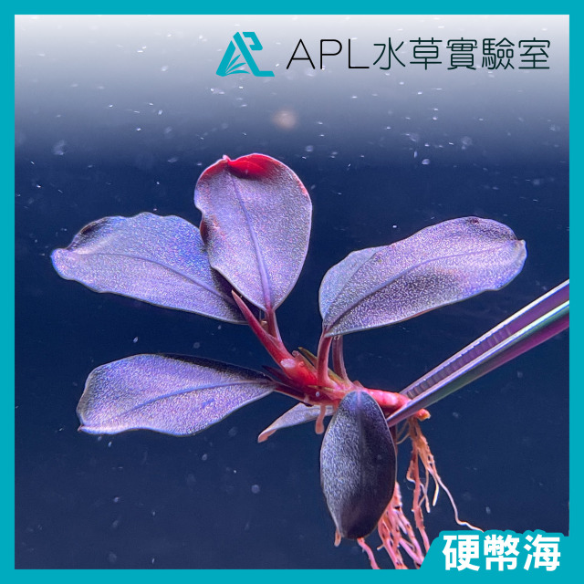 硬幣海