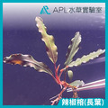 練功用辣椒榕神秘草 無品系辣椒榕-1