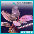 西拉特圓葉