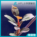 練功用辣椒榕神秘草 無品系辣椒榕
