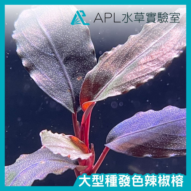 大型種發色辣椒榕