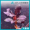 大象海