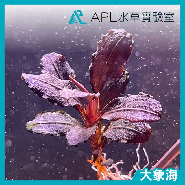 大象海