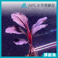 厚脈海