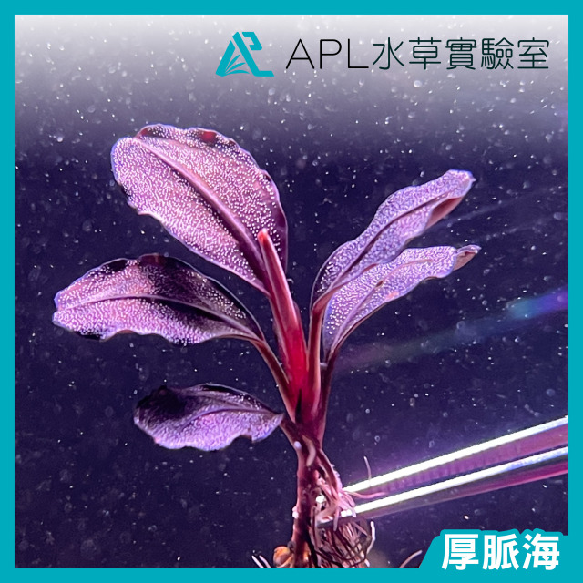 厚脈海