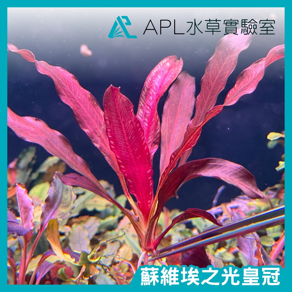 蘇維埃之光皇冠(保證正品)