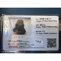 [百年藏品] 泰國五大金屬必打首位龍婆嚴 (LP Eiam) 銅銻合金必打佛｜森煌科學鑑定C.C.認證｜20世紀早期老牌-2