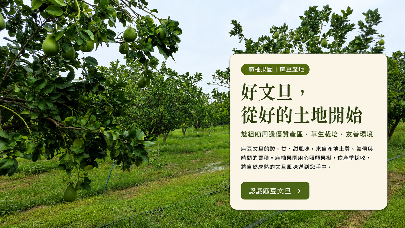 麻柚果園麻豆文旦果園