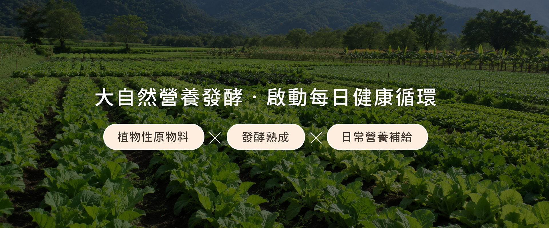 秋香健康-發酵智慧實現每日健康循環